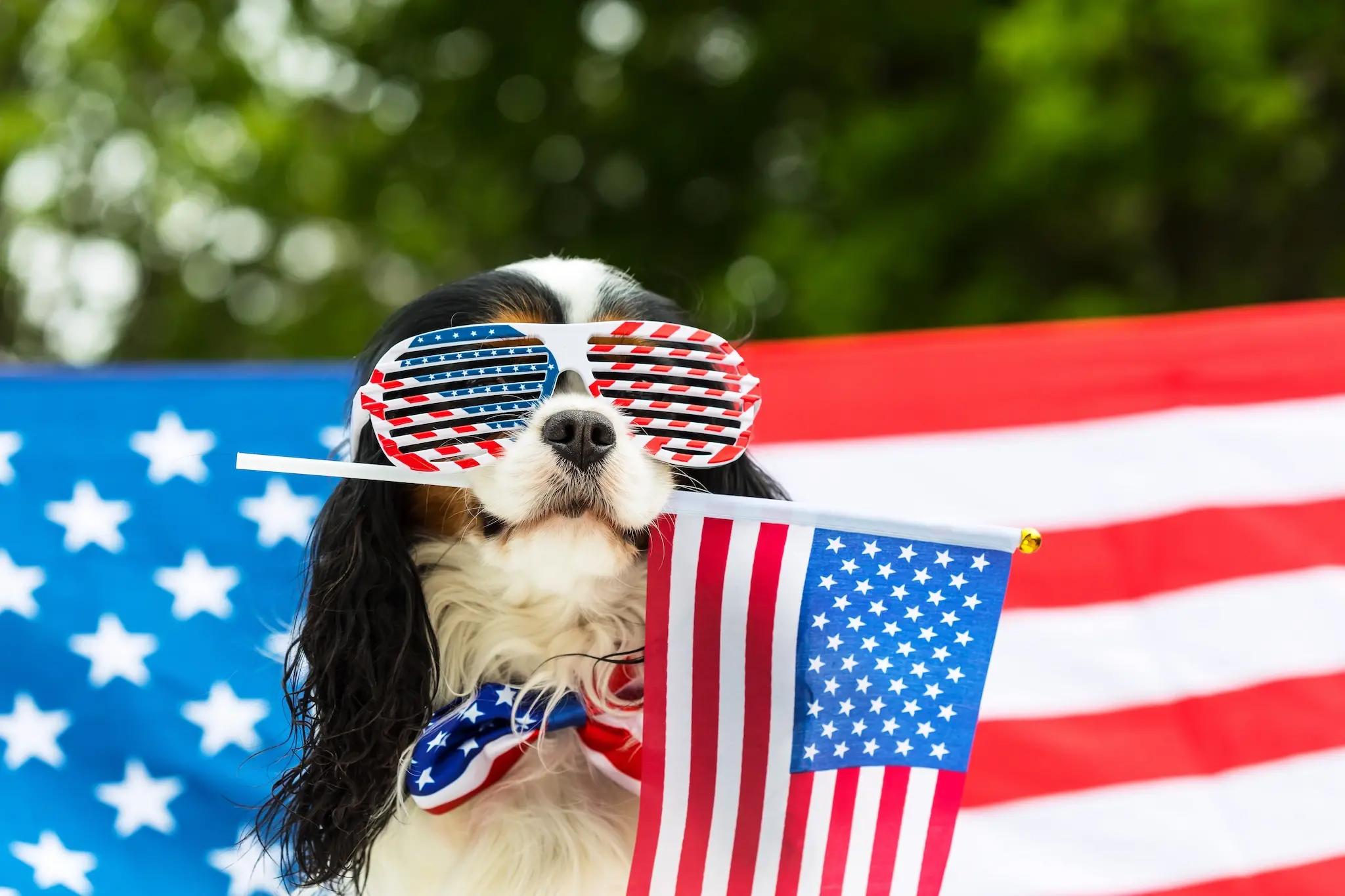 Patriotic Pup Treats:  July Delights For Your Dog