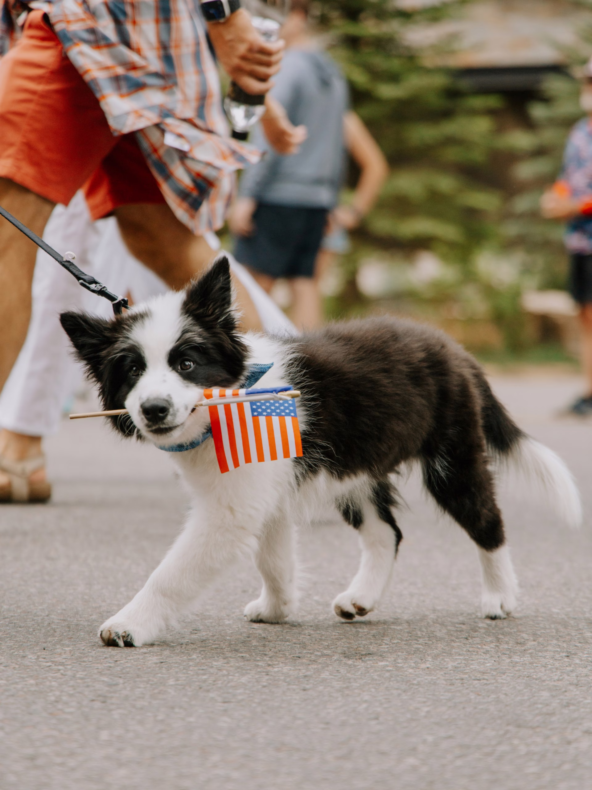 small black and white dog holding an American flag in its mouth