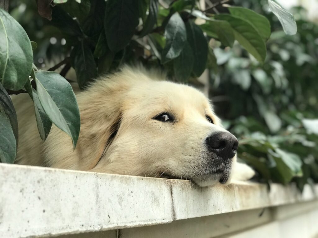 dog waiting on someone to come home