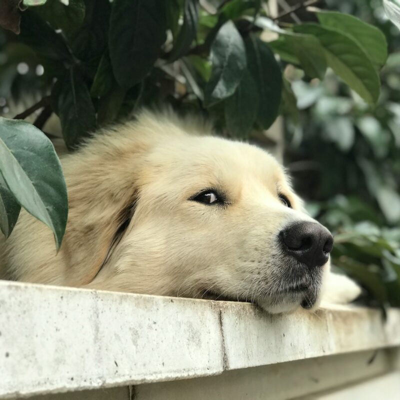 dog waiting on someone to come home