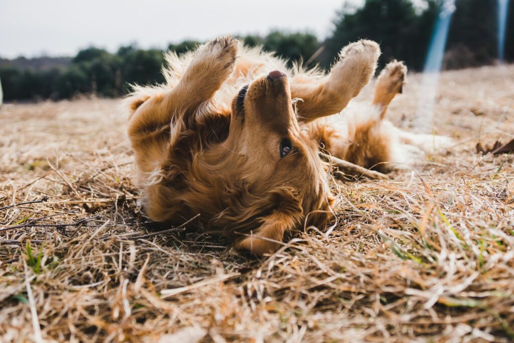 golden retriever dog scratching on his back in the hay