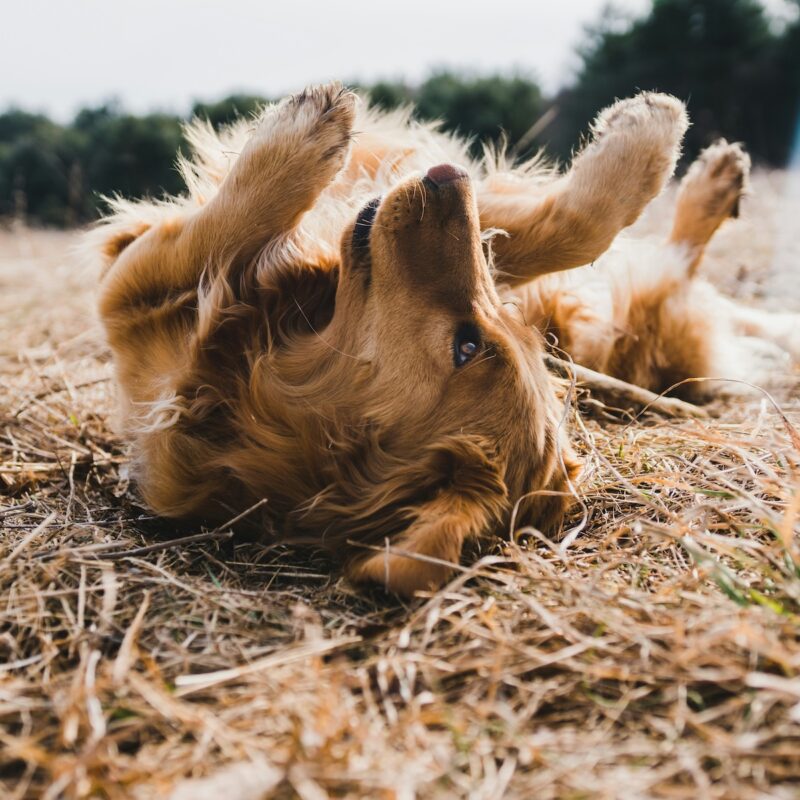 golden retriever dog scratching on his back in the hay