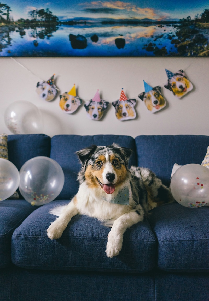 dog laying on blue sofa for dog birthday party