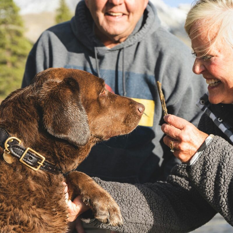 chocolate lab with two owners in a field