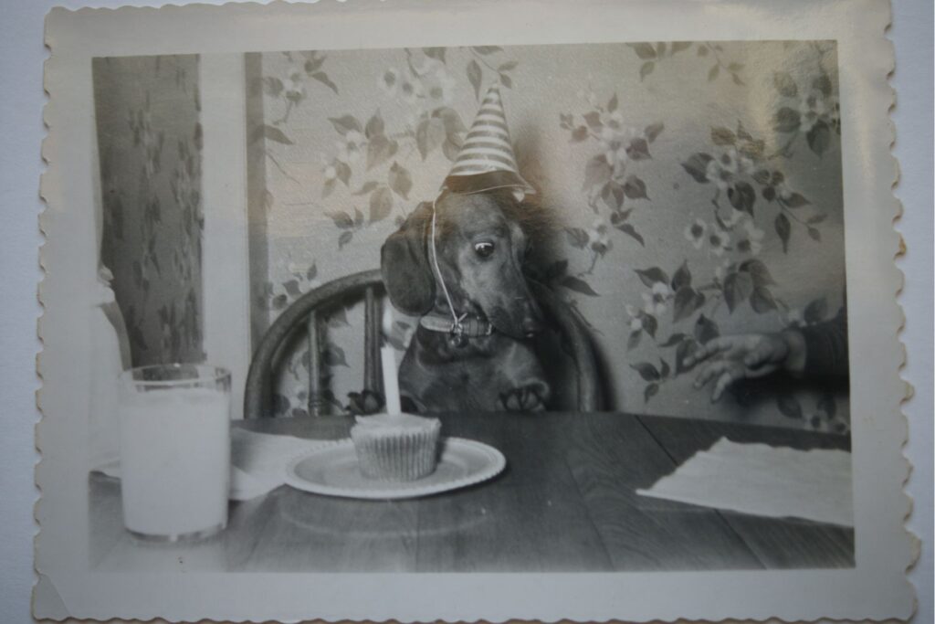 vintage photo of dog with birthday hat and cupcake with candle sitting at table