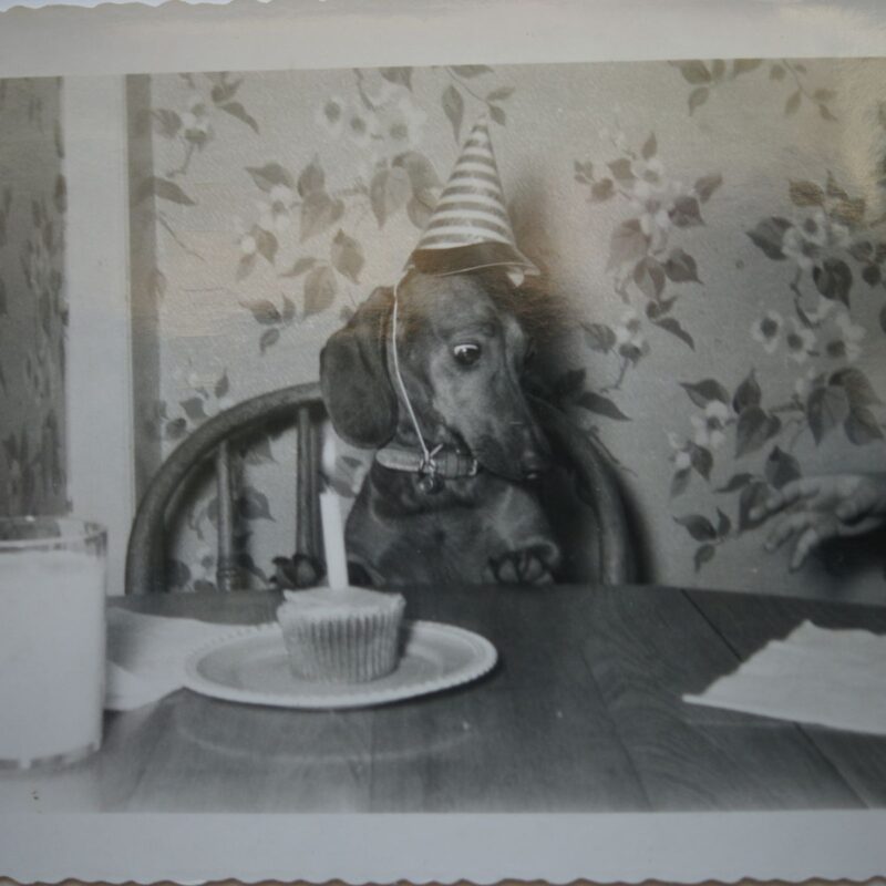 vintage photo of dog with birthday hat and cupcake with candle sitting at table