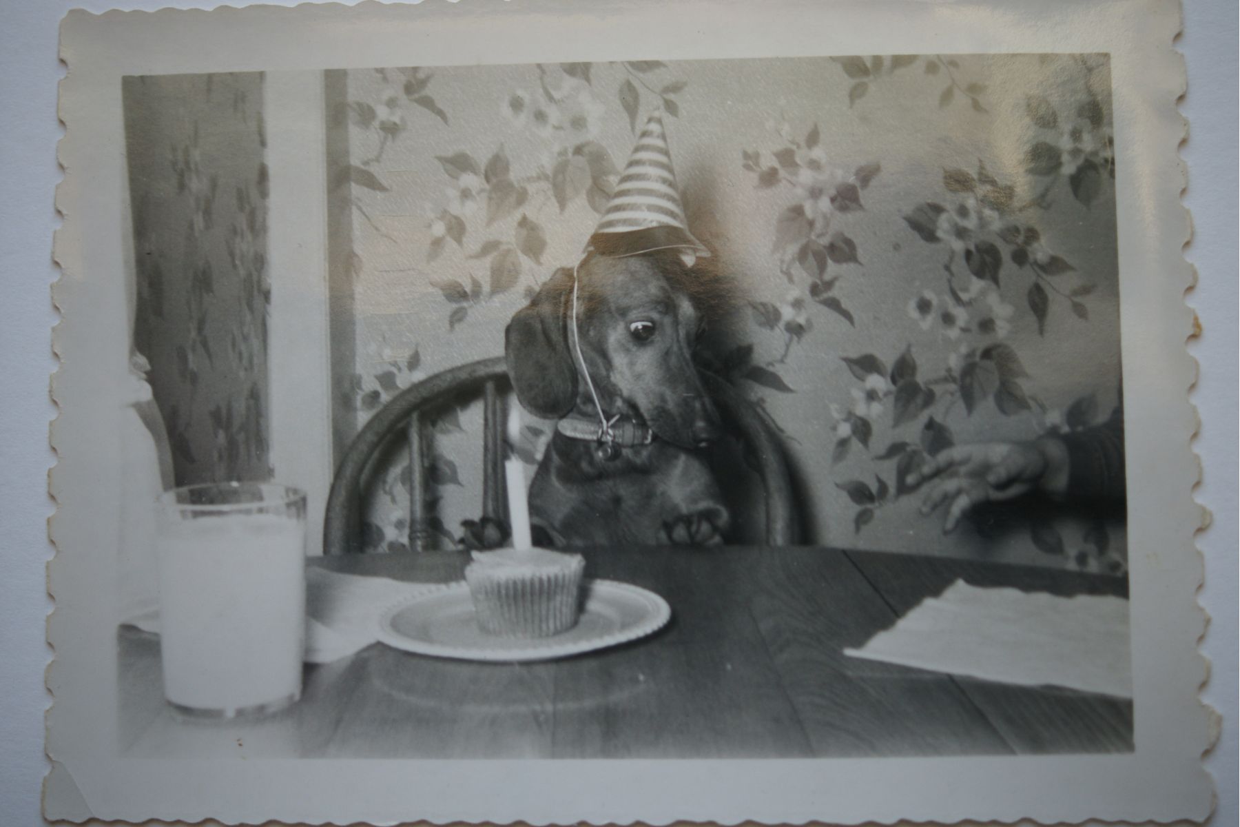 vintage photo of dog with birthday hat and cupcake with candle sitting at table
