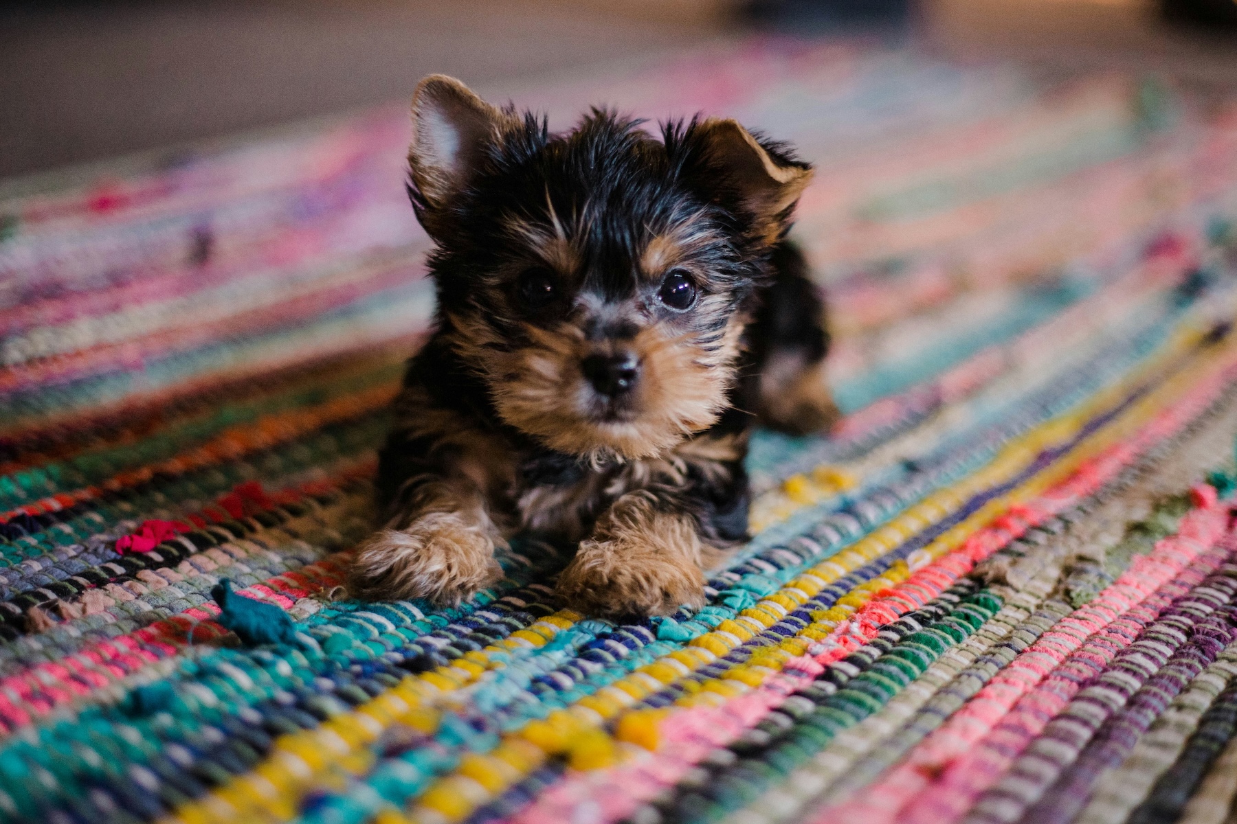 small brown puppy sitting on a colorful rug