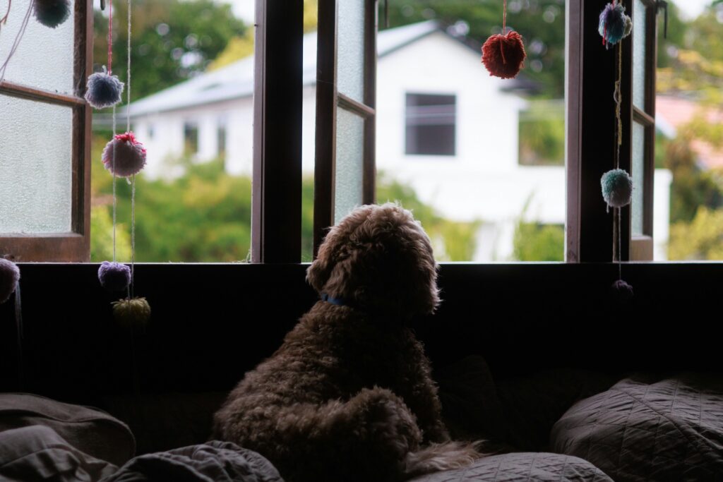 dog staring out playroom window longingly