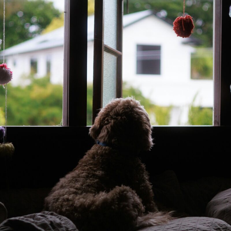dog staring out playroom window longingly