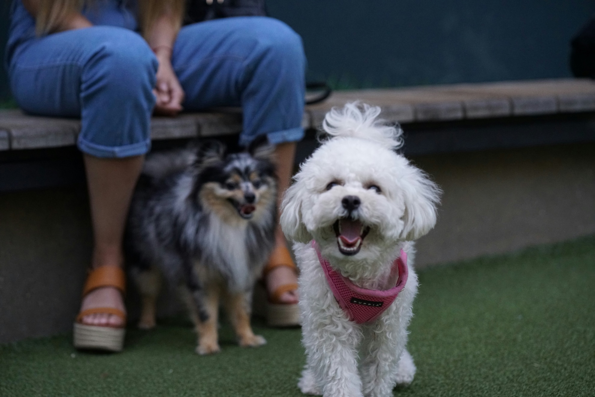 dogs playing together in a doggie day care