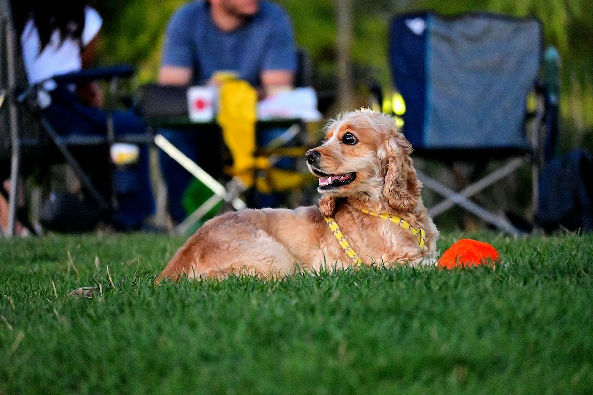 Dog Friendly Tailgating Tips