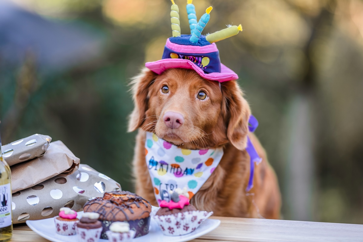 dog sitting at table with birthday hat and cake in front of him