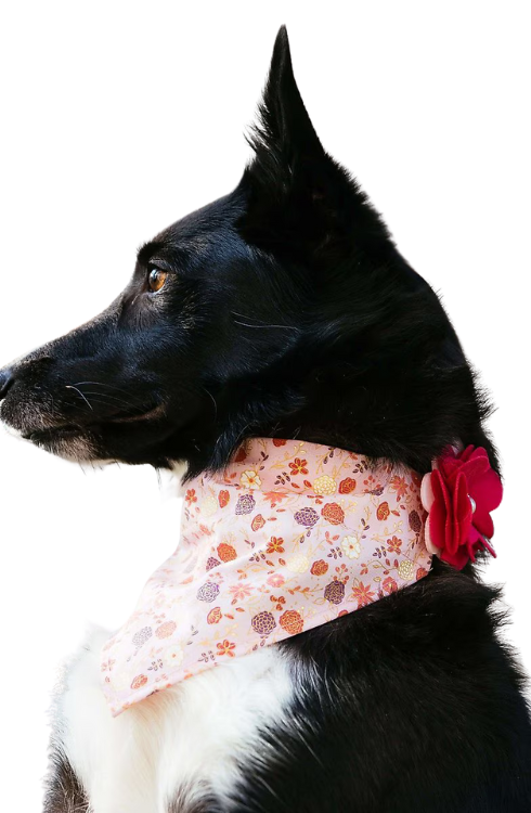 black dog wearing a pink flower bowtie