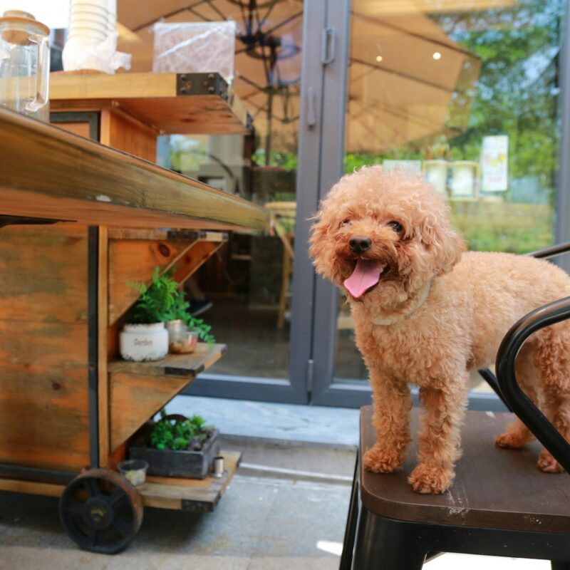 small apricot colored poodle mix at an outdoor restaurant sitting on a chair
