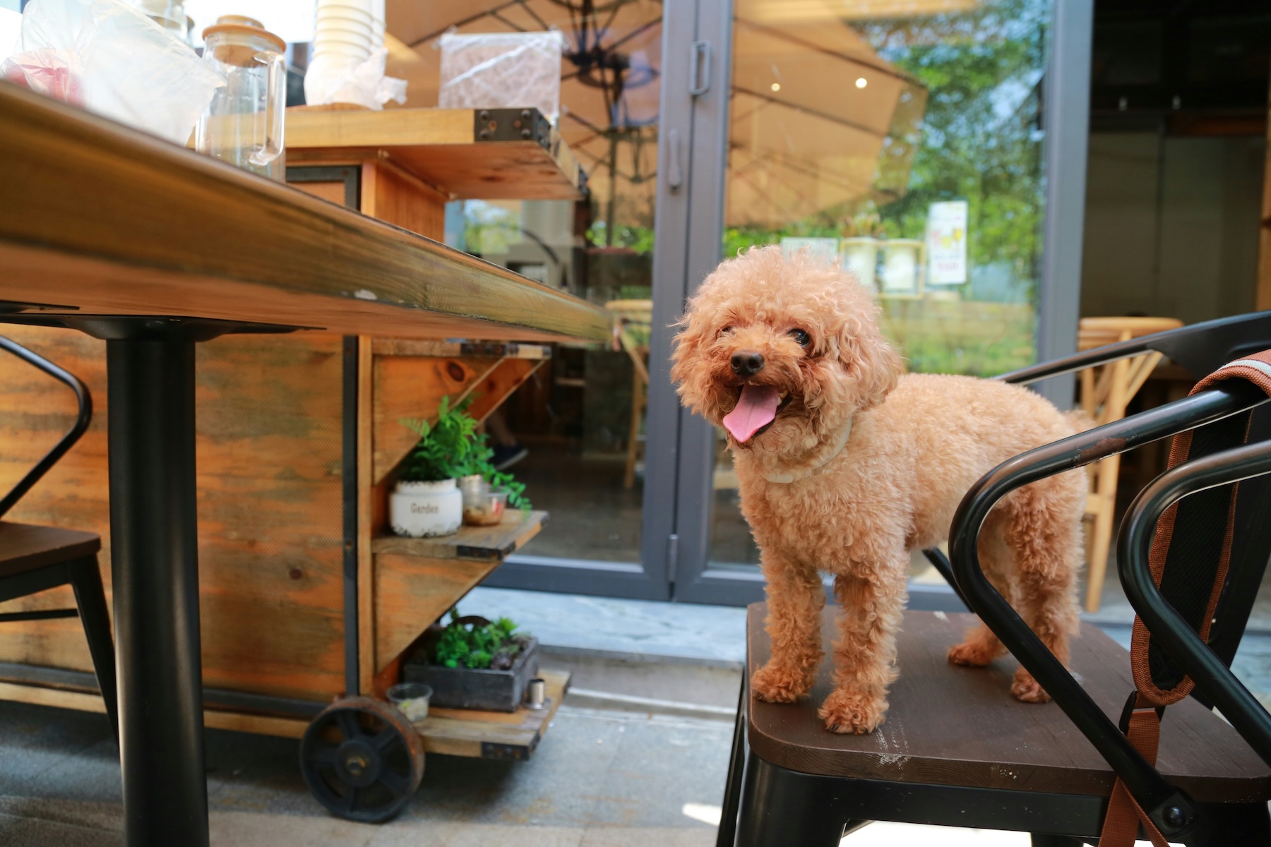 Bark & Brunch: Best Breakfast Places in the South to Dine Out with Your Dog