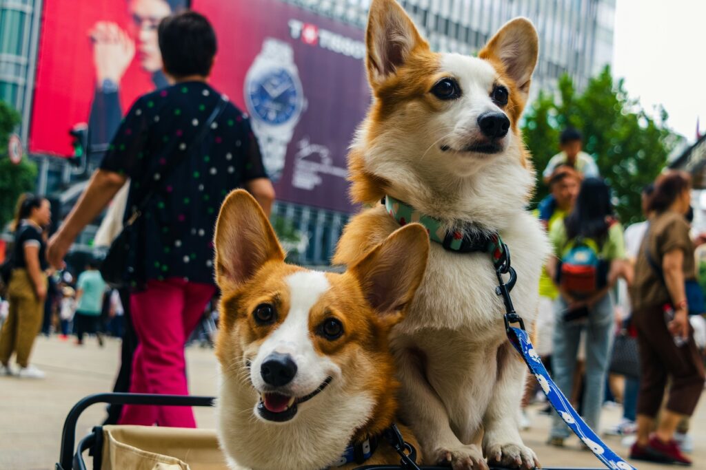 two corgis in a stroller at a festival in the street