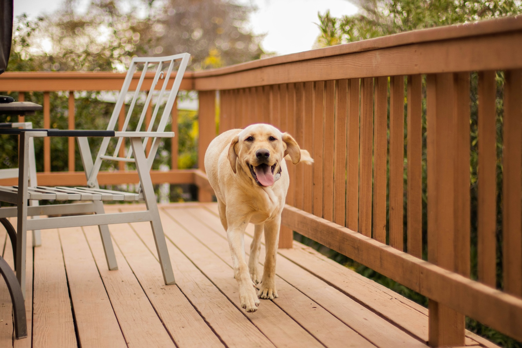 yellow lab walking on wood-decked porch