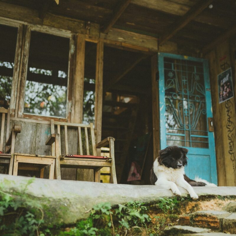 dog sitting on a front porch looking content