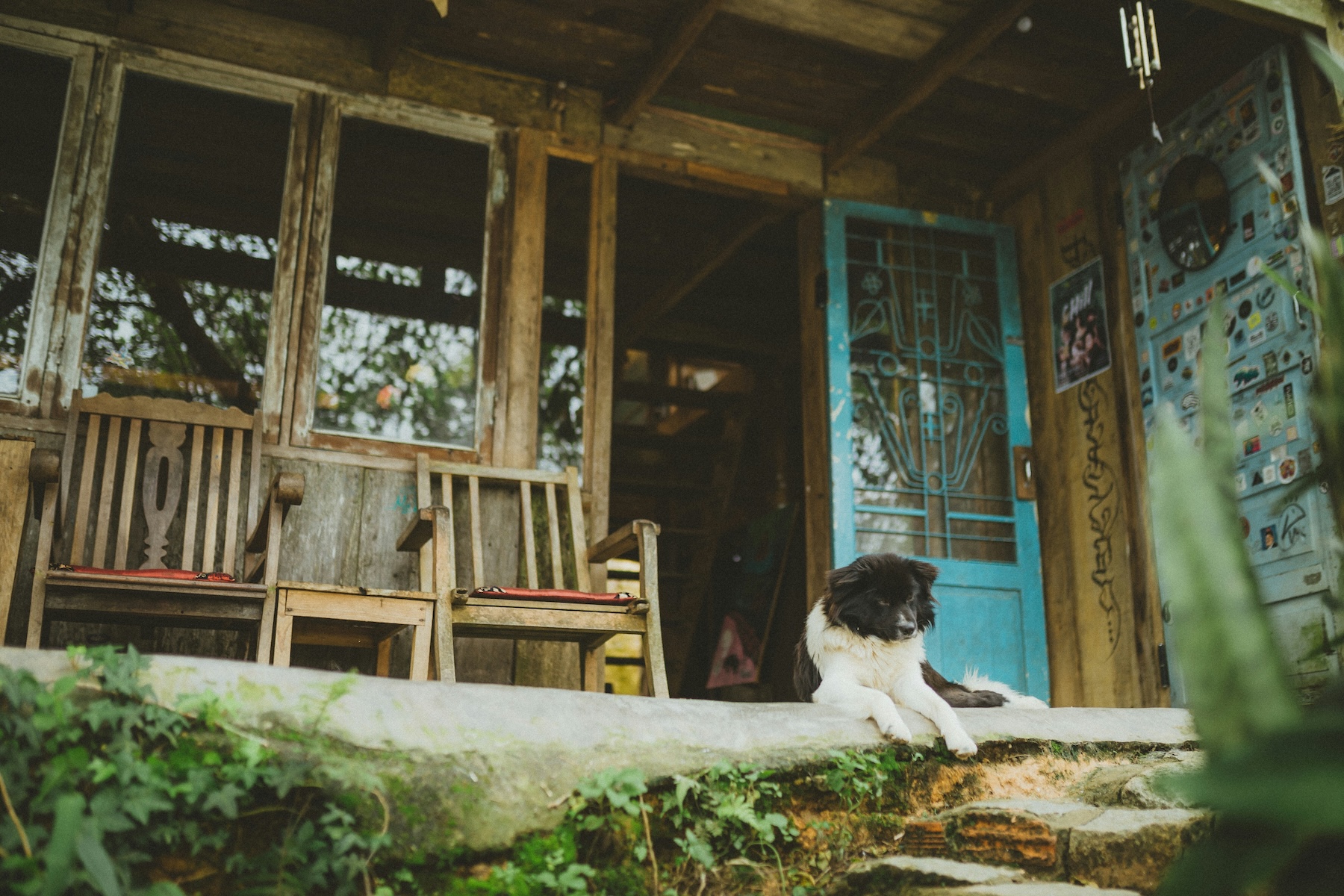 dog sitting on a front porch looking content