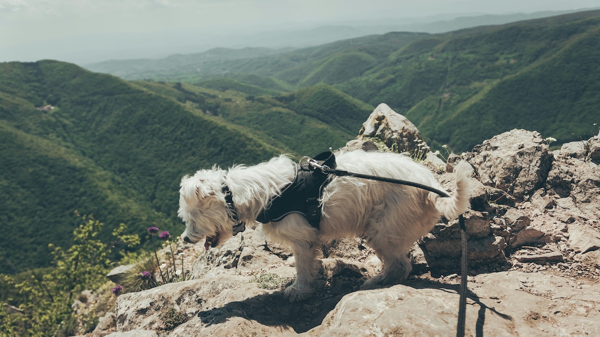 small white dog hiking a mountain