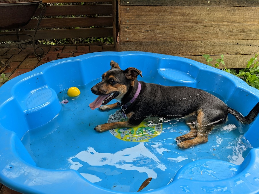 dog in a baby pool with tennis ball