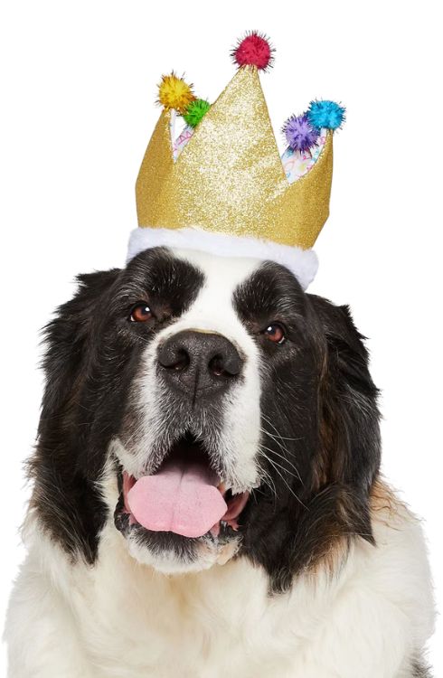 st bernard dog wearing a gold birthday hat