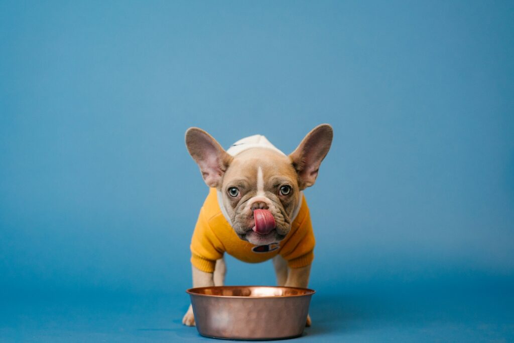 miniature boston terrier eating dog food