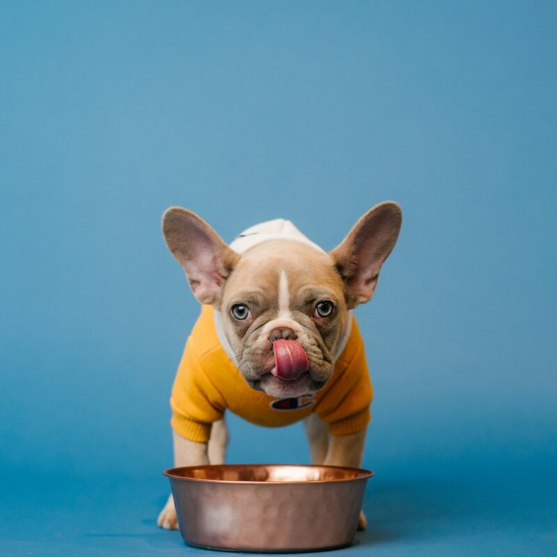 miniature boston terrier eating dog food
