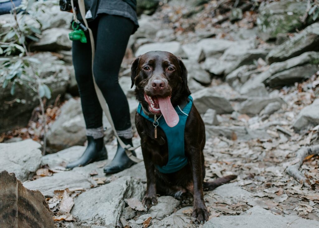 chocolate lab with blue harness hiking with owner