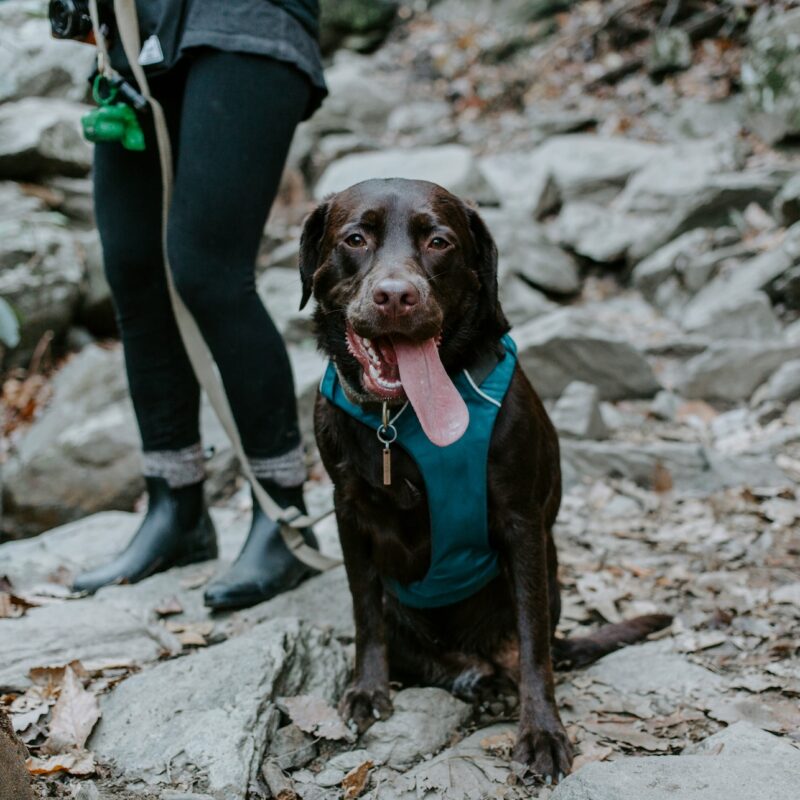 chocolate lab with blue harness hiking with owner