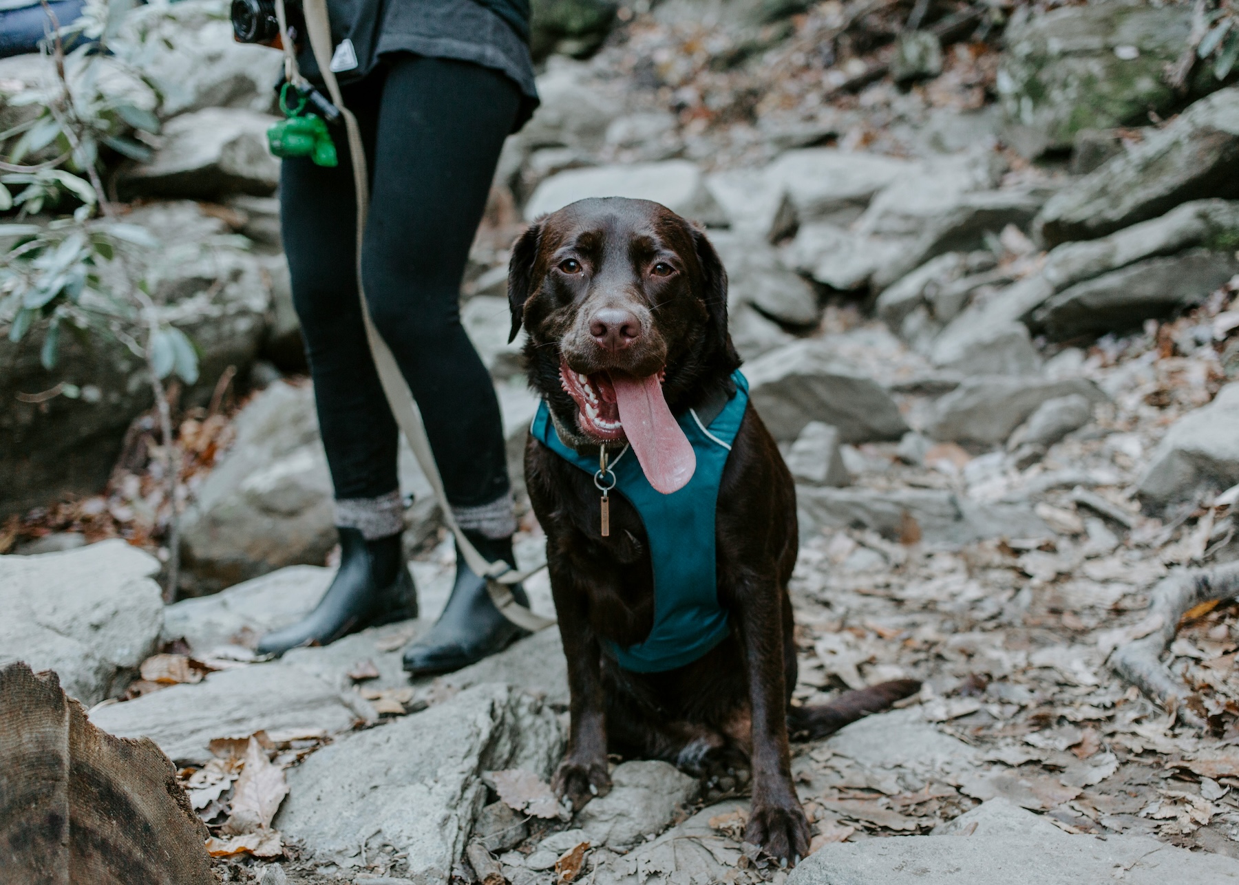 chocolate lab with blue harness hiking with owner