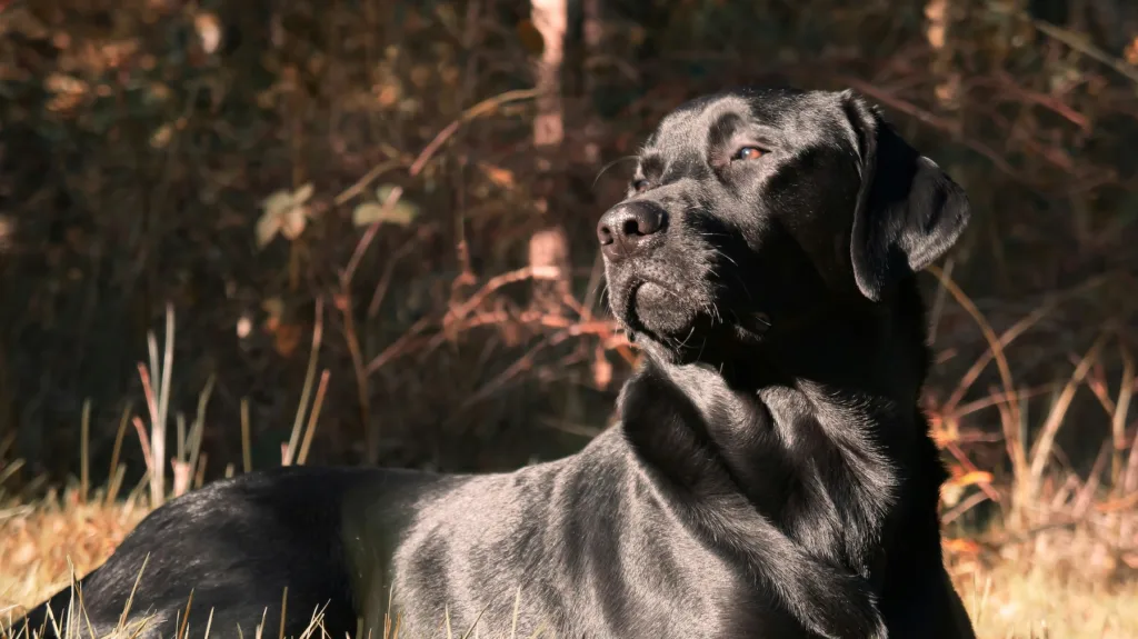charlie - black lab