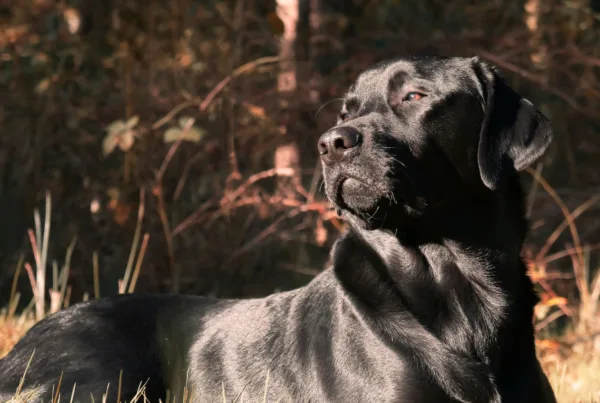 charlie - black lab