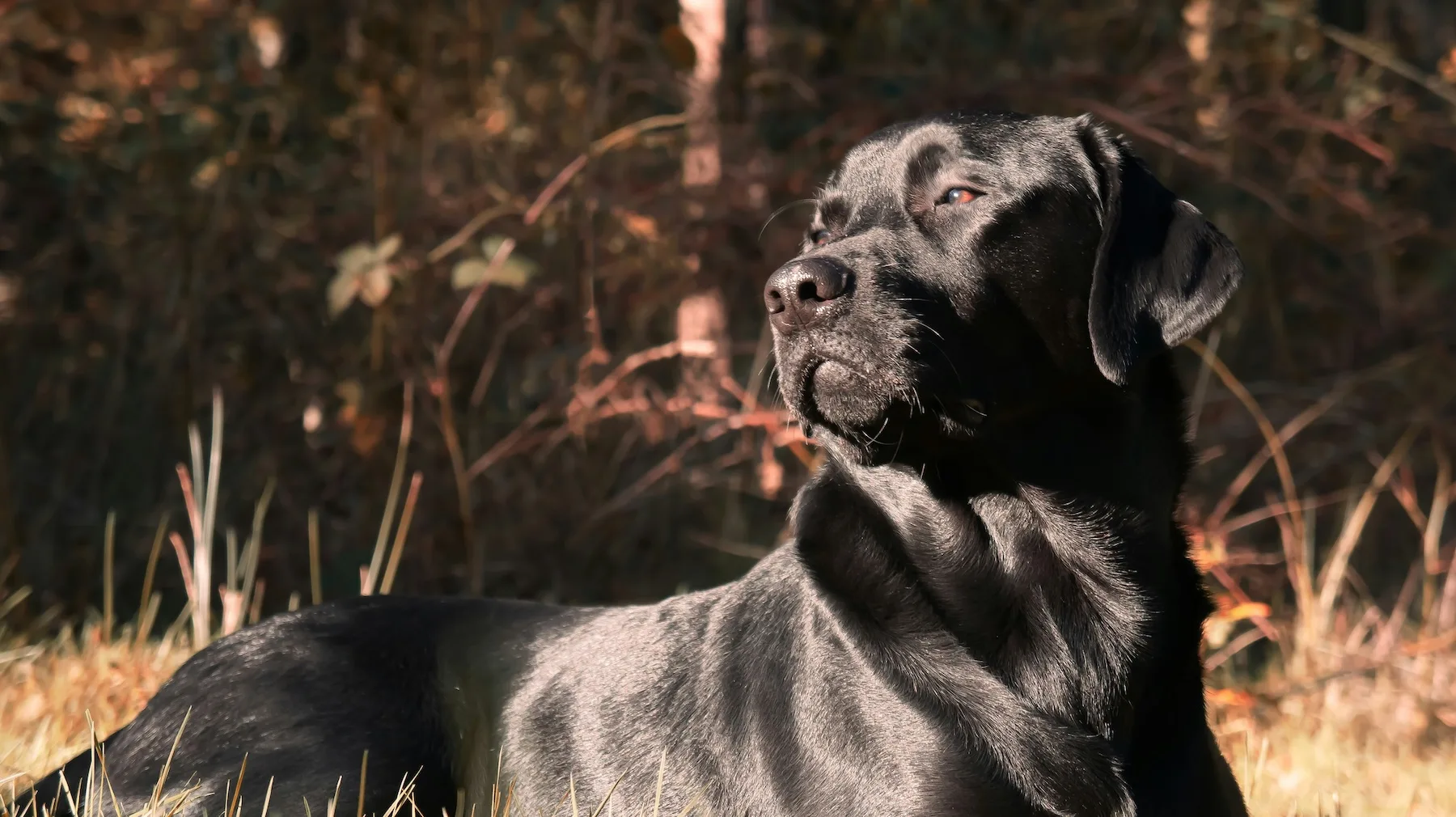 charlie - black lab
