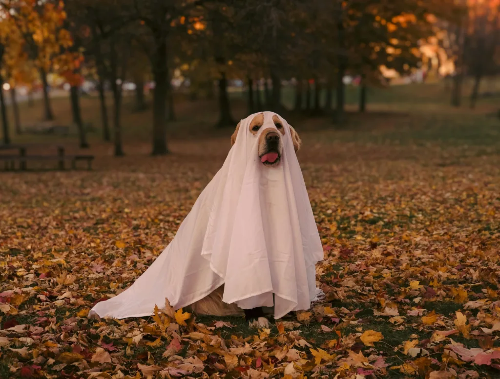 dog dressed in a ghost costume in leaves in the fall