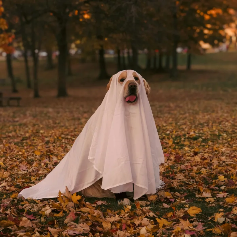 dog dressed in a ghost costume in leaves in the fall
