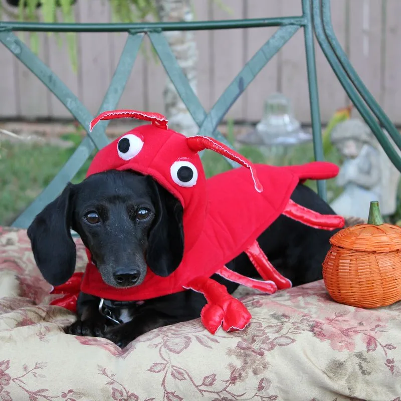 dog in a red lobster costume