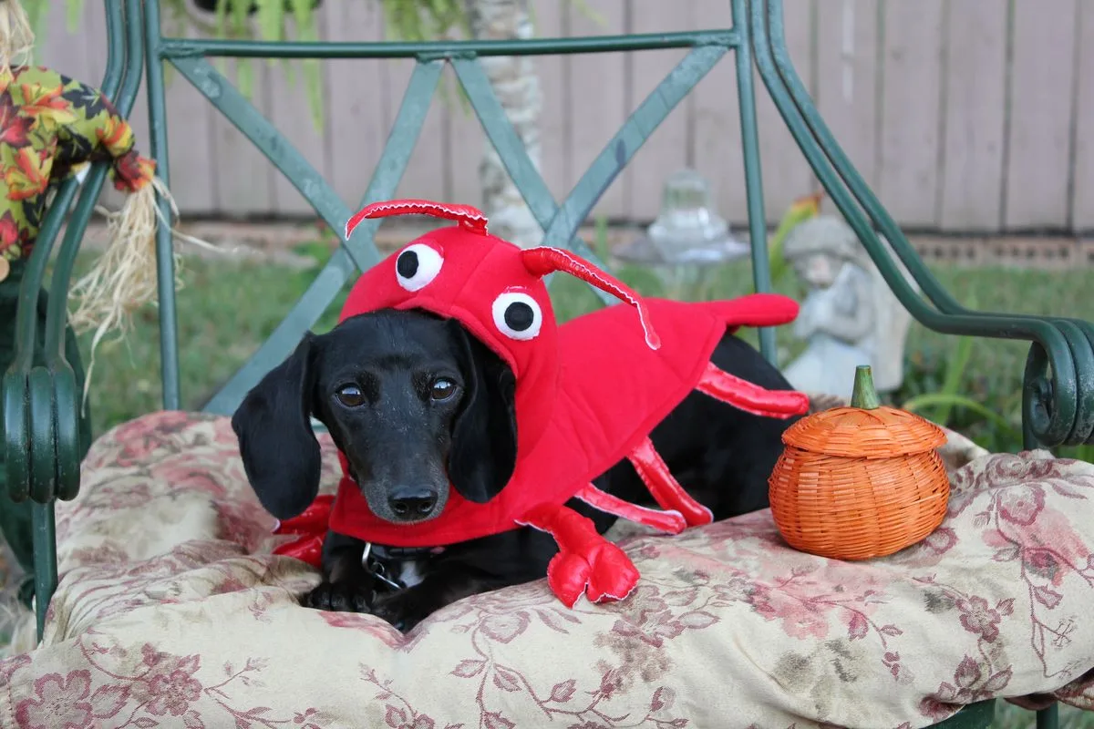 dog in a red lobster costume