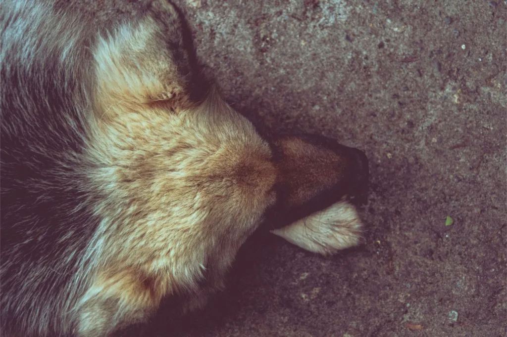 shot from above - german shepard lying down