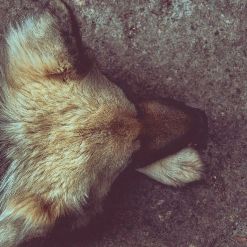 shot from above - german shepard lying down