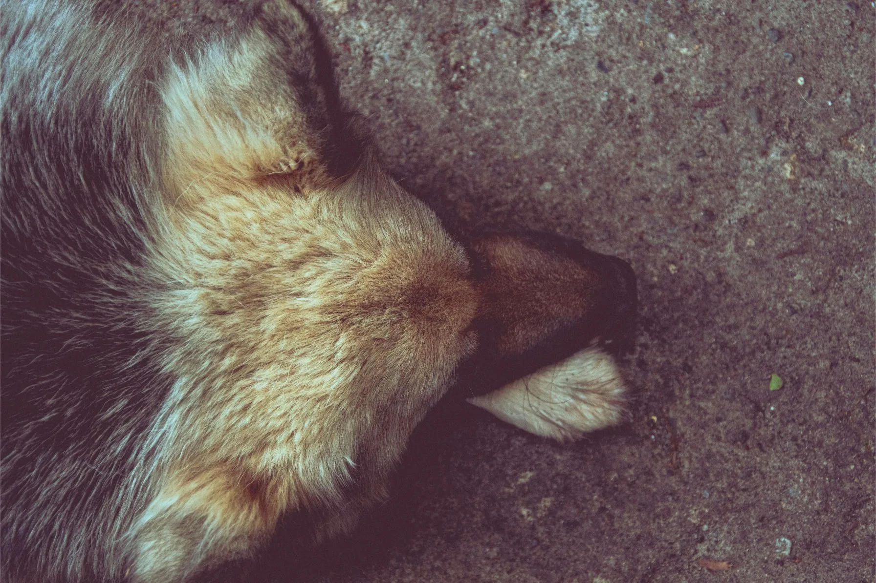 shot from above - german shepard lying down