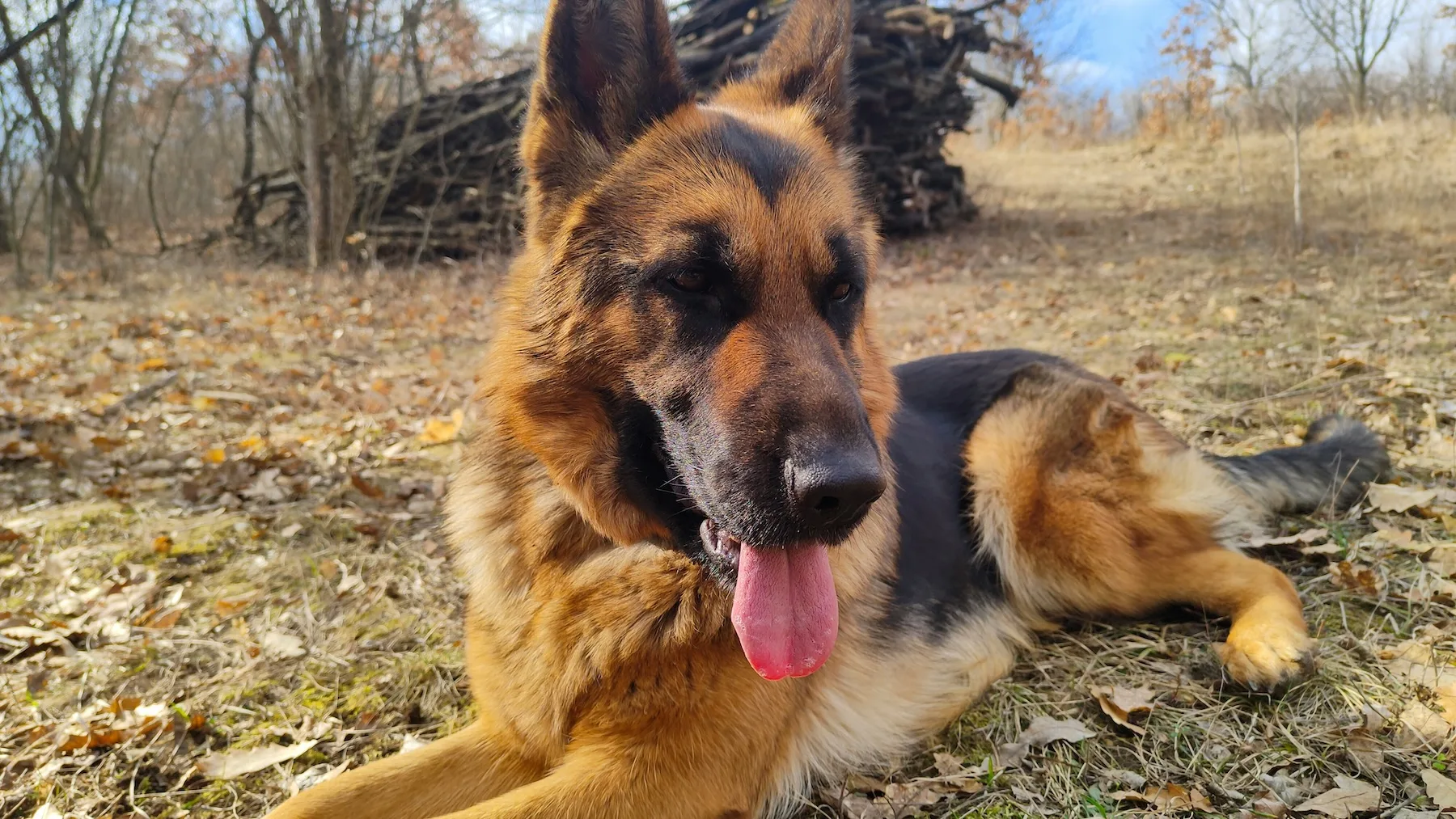 german shepard dog