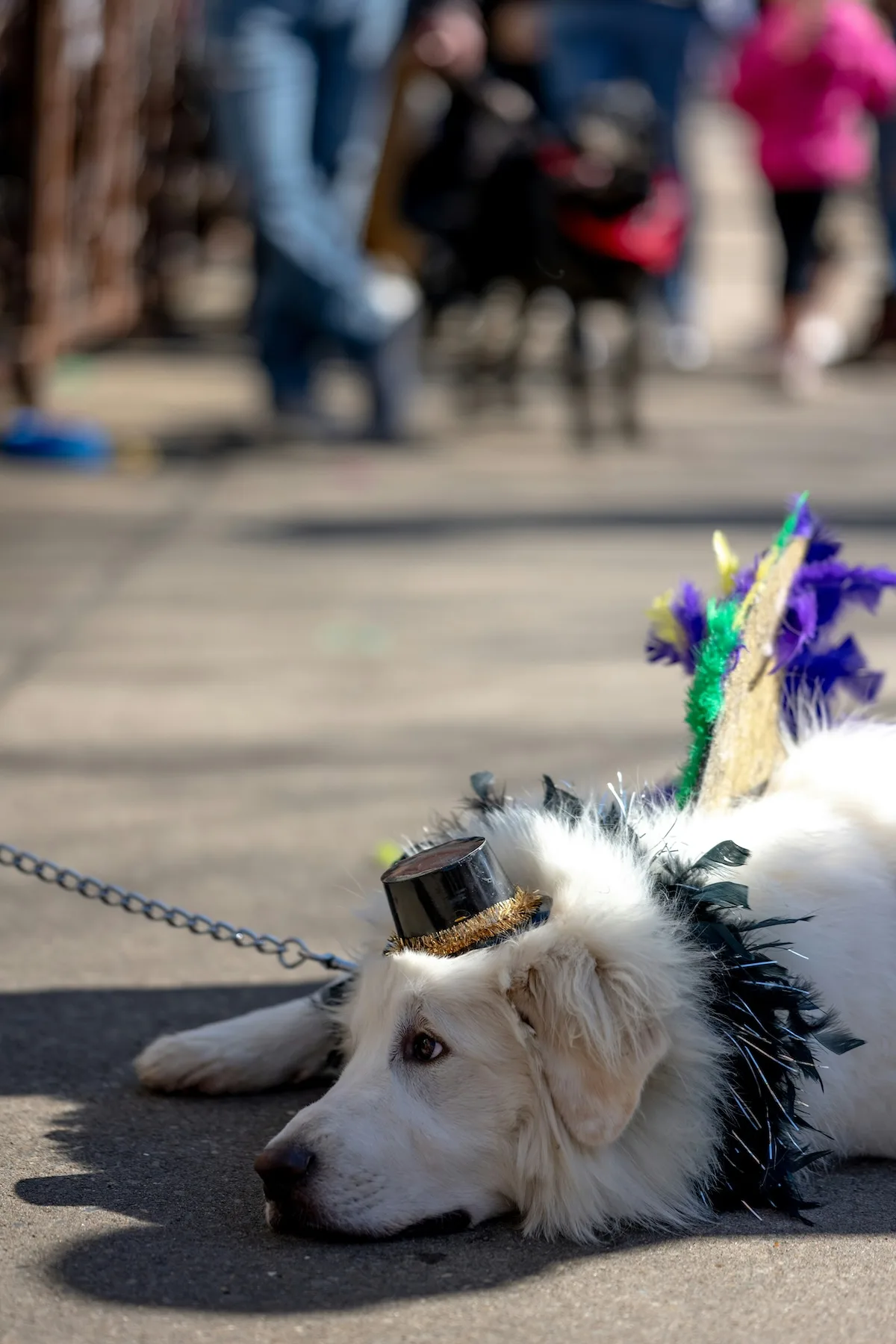 dog in a mardi gras parade