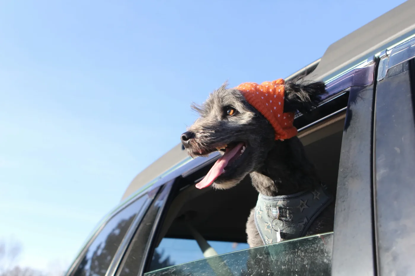 Best Places for a Dog-Friendly Pit Stop in the South