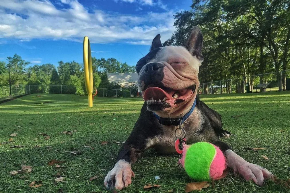 Off Leash in Birmingham: Best Off-Leash Dog Parks in Birmingham