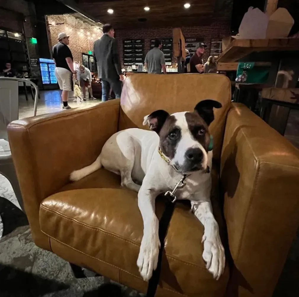 dog sitting on a leather chair in a bar looking at camera