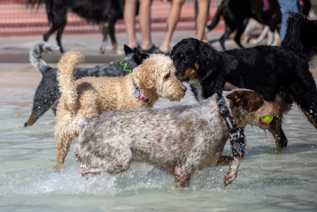 dogs playing at a dog park in water with a ball - darling dog