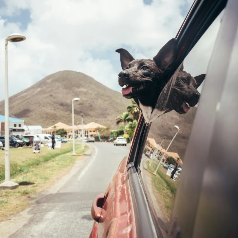 dog looking out window of car on route 66