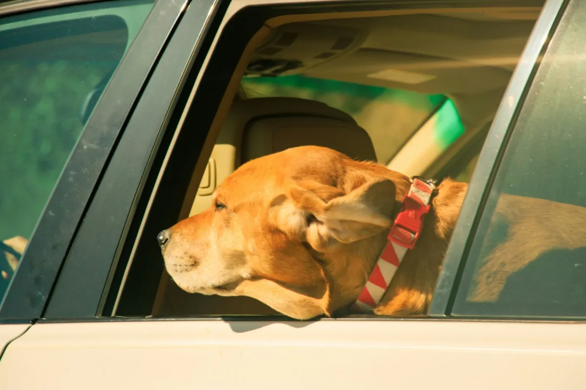 Fall Road Trip Checklist for Dog Parents
